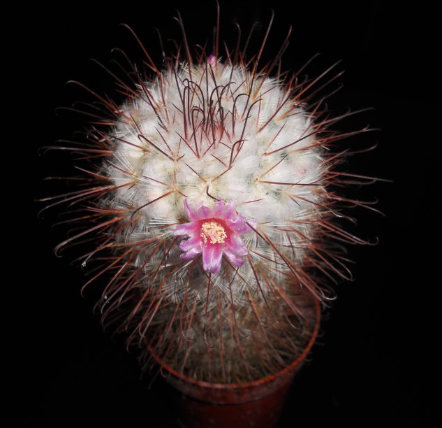 Mammillaria bombycina 