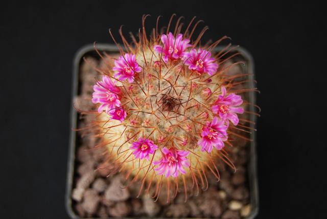 Mammillaria bombycina 