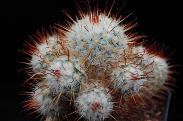 Mammillaria bombycina 