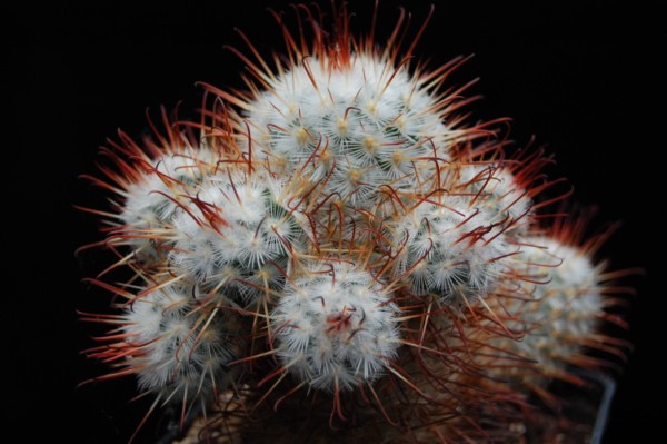 Mammillaria bombycina 