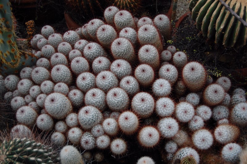 Mammillaria bombycina 