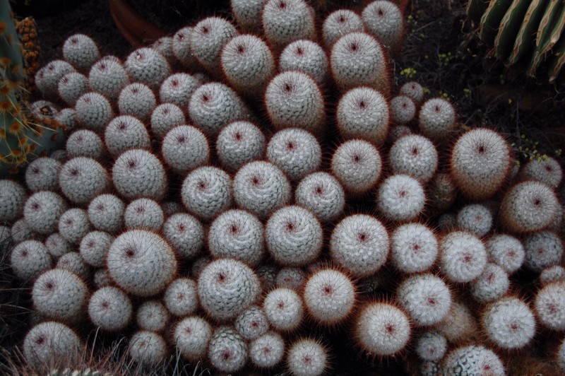 Mammillaria bombycina 