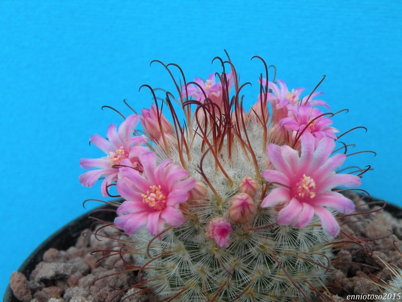 Mammillaria bombycina cv. henry 