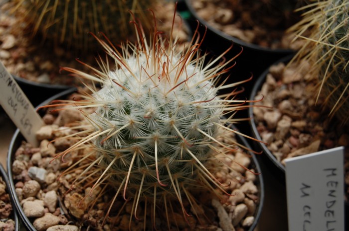 Mammillaria bombycina ROG 383