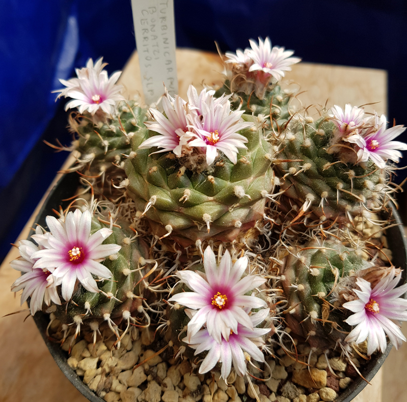 Turbinicarpus bonatzii 