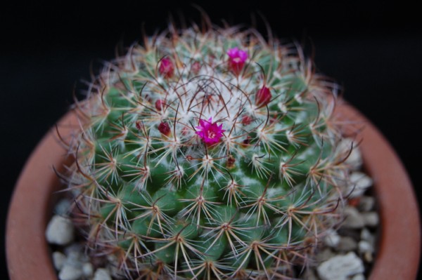 Mammillaria bonavitii 