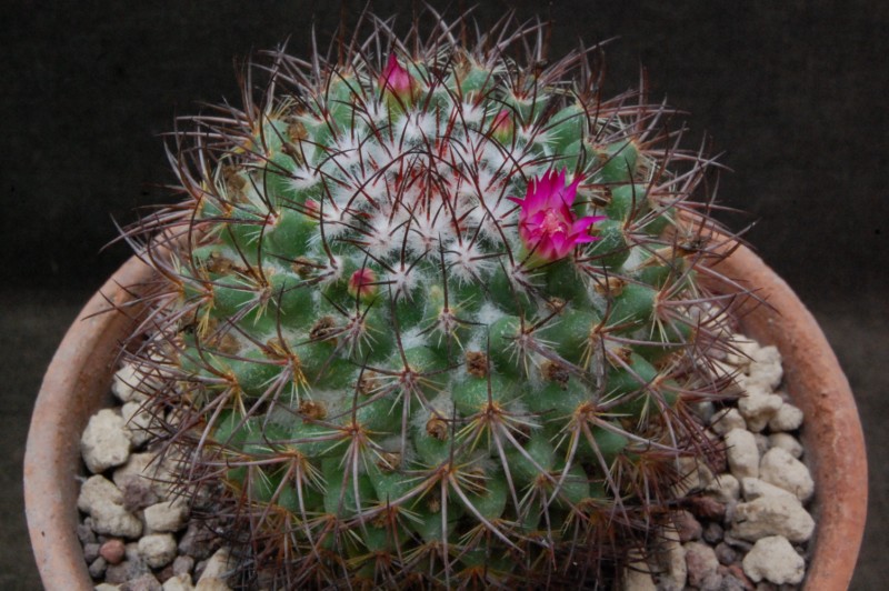 Mammillaria bonavitii REP 904