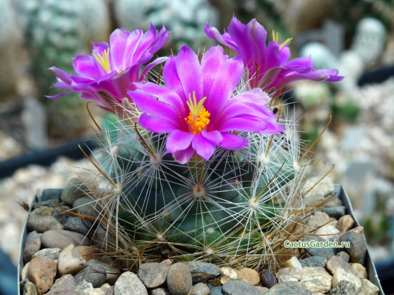 Mammillaria boolii MH 46