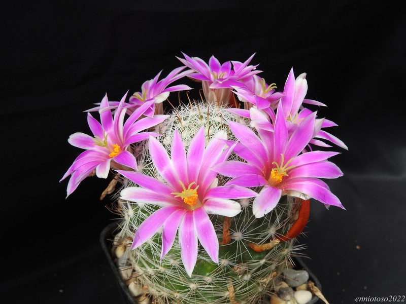 Mammillaria boolii 