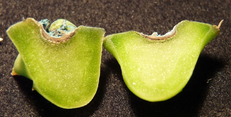 Piaranthus hybrid 