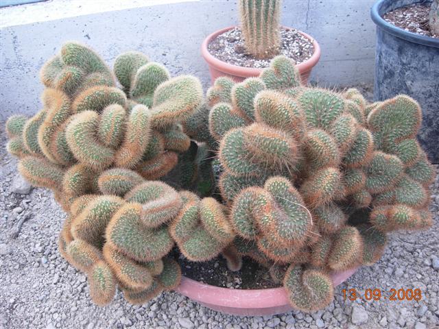 borzicactus  