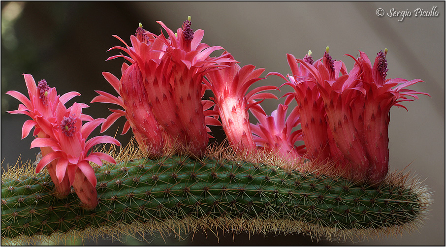 Borzicactus samaipatanus 