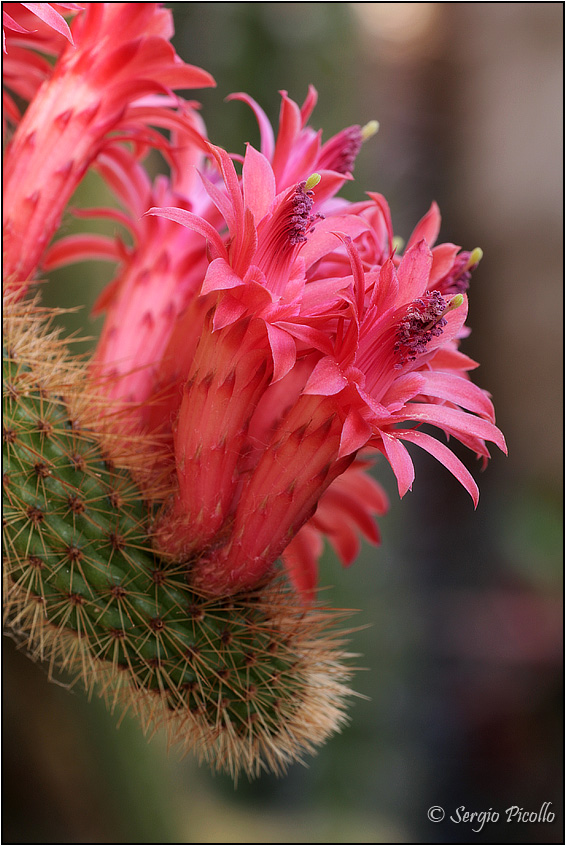 Borzicactus samaipatanus 