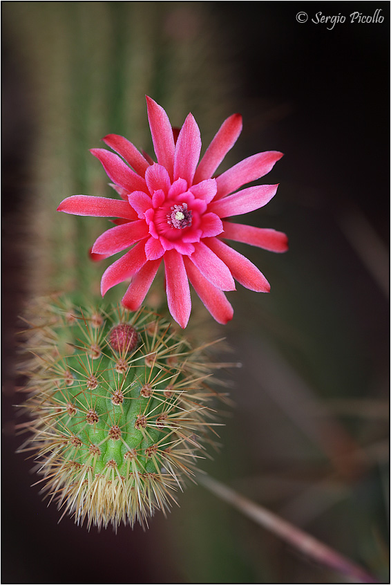 Borzicactus samaipatanus 