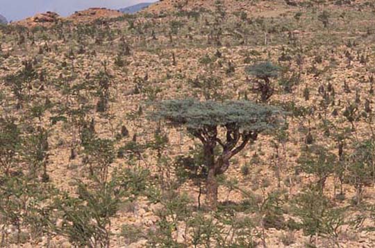 boswellia elongata