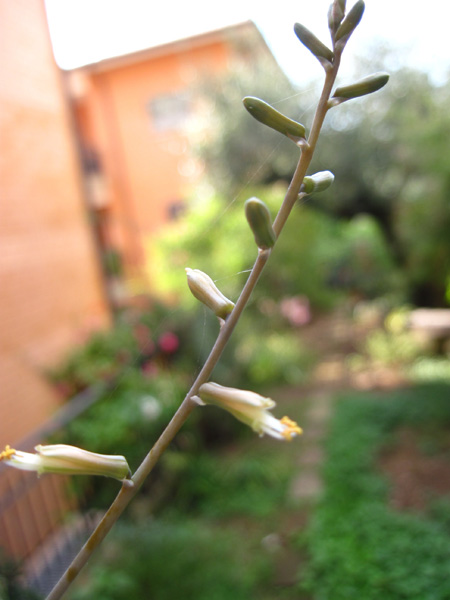 Aloe bowiea 