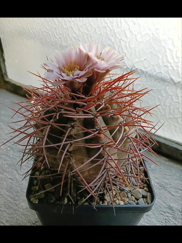 Gymnocalycium bozsingianum p205
