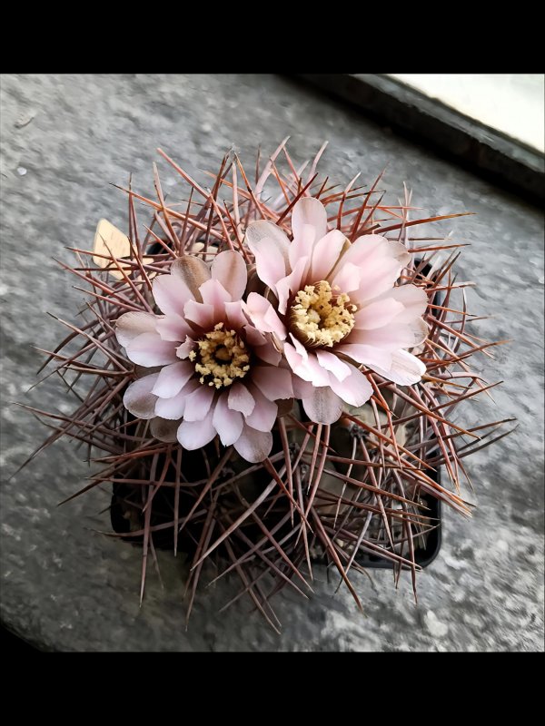 Gymnocalycium bozsingianum p205