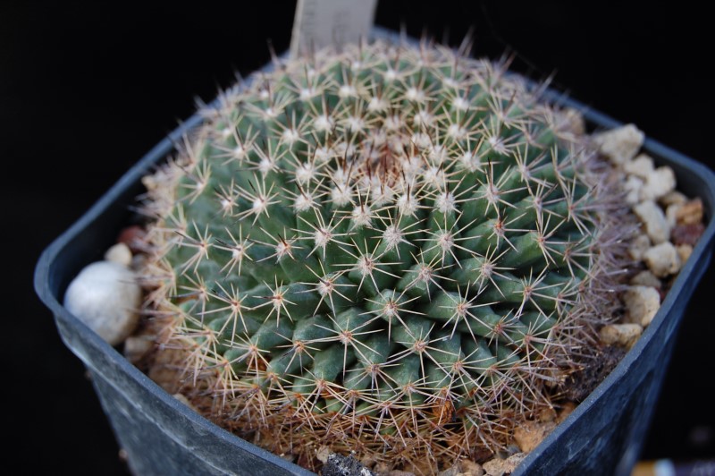 Mammillaria brandegeei SB 1653