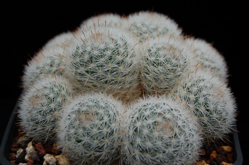 Mammillaria brachytrichion 