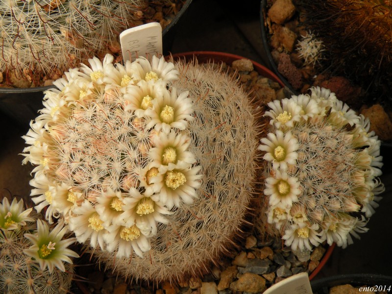 Mammillaria brachytrichion 