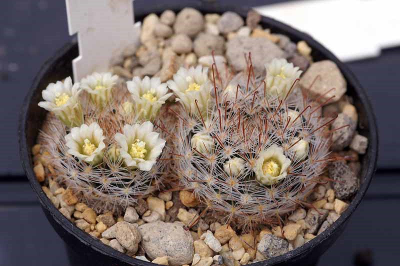 Mammillaria aff. brachytrichion PN 498