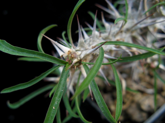 Euphorbia brachyphylla 