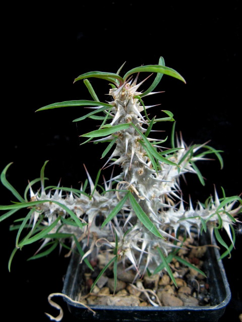 Euphorbia brachyphylla 