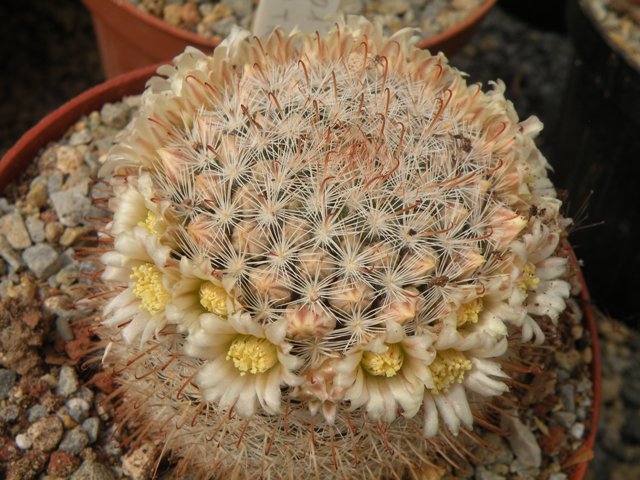 Mammillaria brachytrichion 