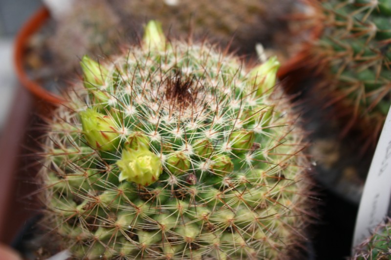 Mammillaria brandegeei SB 1903