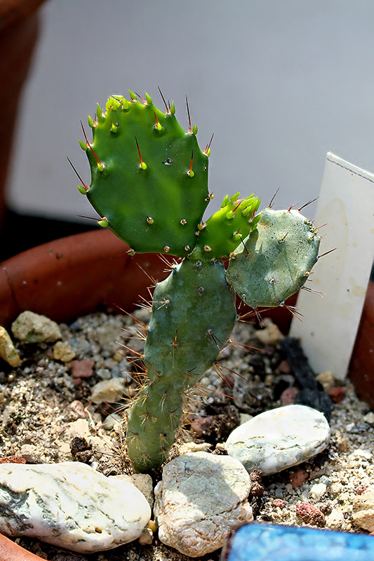 brasiliopuntia brasiliensis