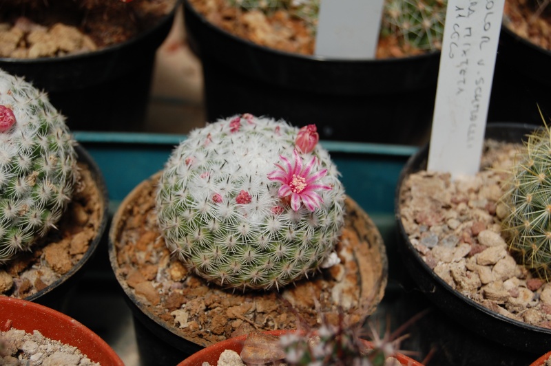 Mammillaria brauneana 