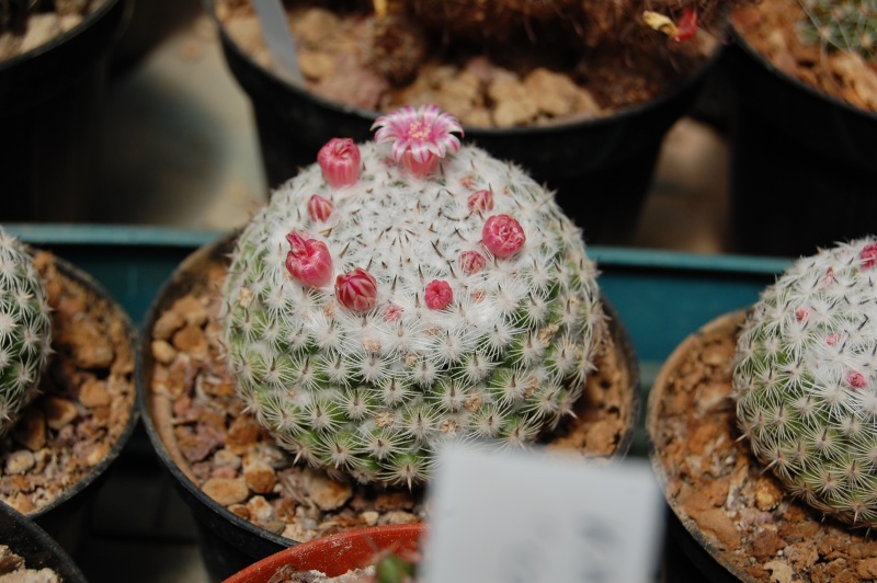 Mammillaria brauneana 