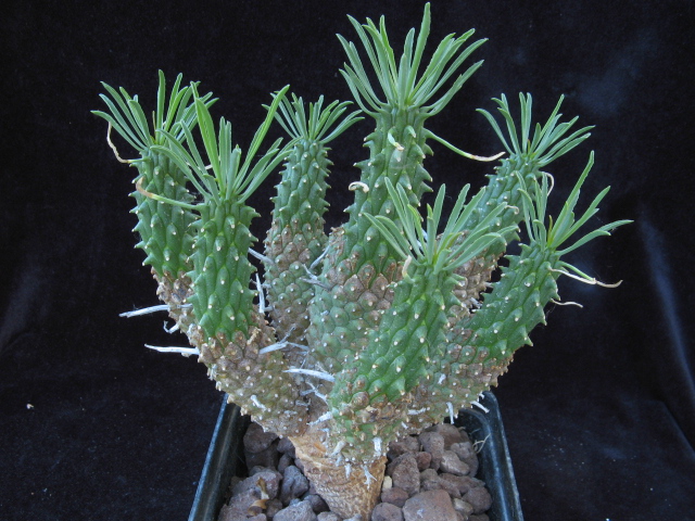 Euphorbia braunsii 