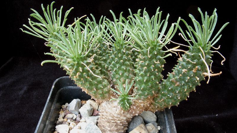 Euphorbia braunsii 