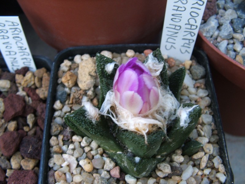 Ariocarpus bravoanus 