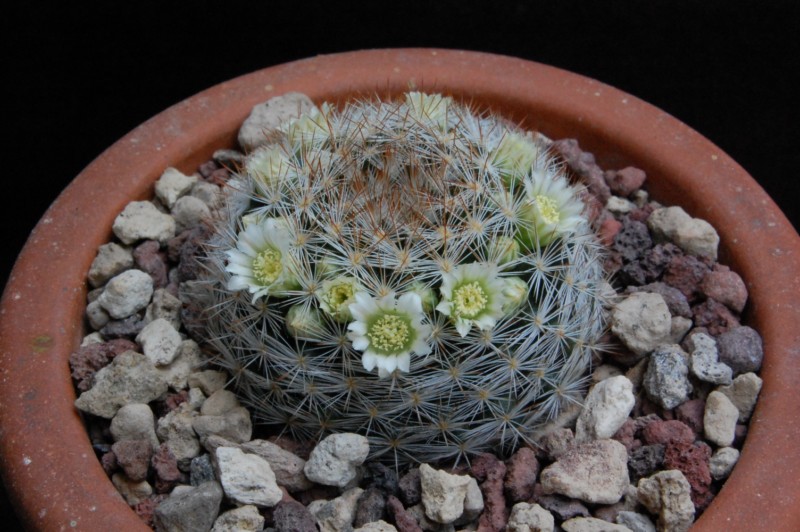 Mammillaria brachytrichion 