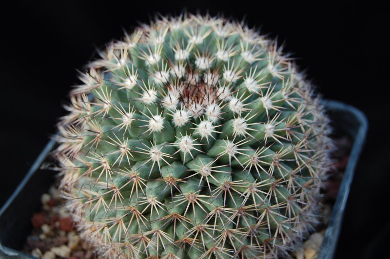 Mammillaria brandegeei ssp. gabbii 