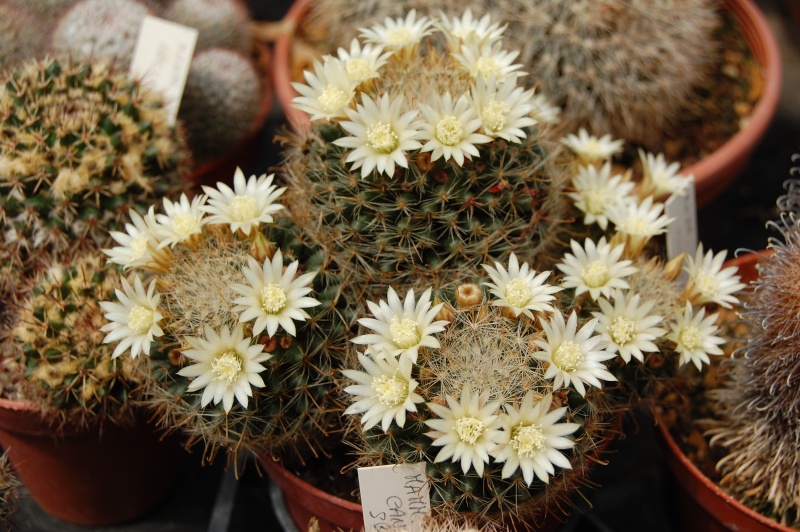 Mammillaria brevicrinita REP 1127