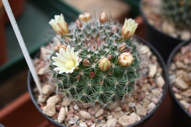 Mammillaria brevicrinita REP 1127