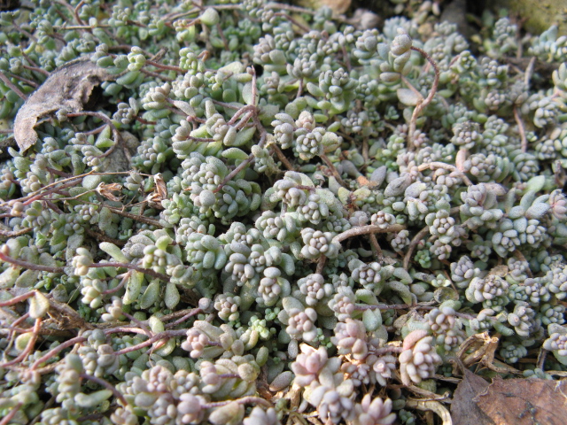 Sedum brevifolium 