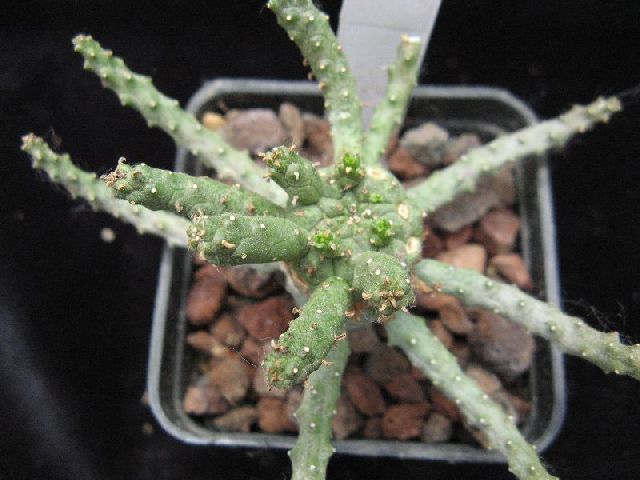 Euphorbia brevirama 