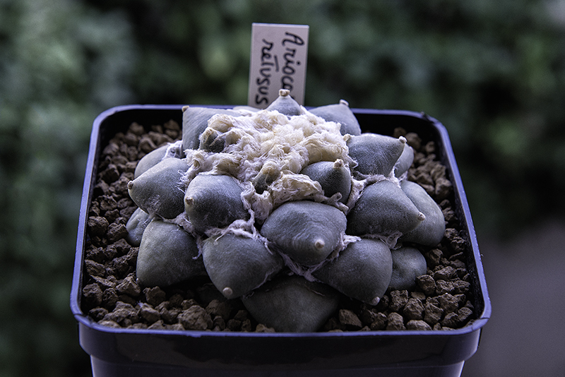 Ariocarpus retusus 