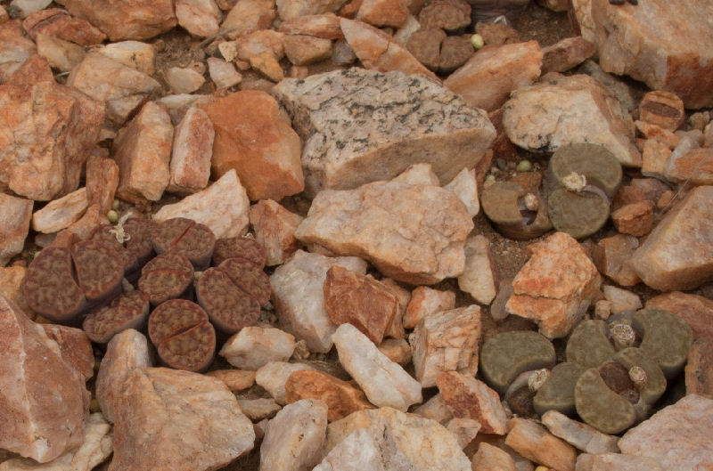 Lithops bromfieldii C041305