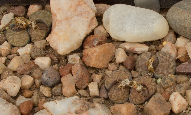 Lithops bromfieldii C279303