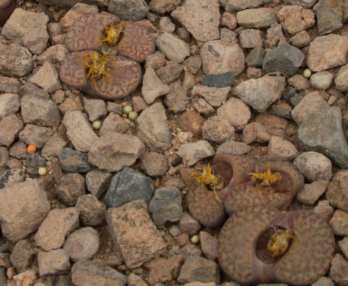 Lithops bromfieldii C368304