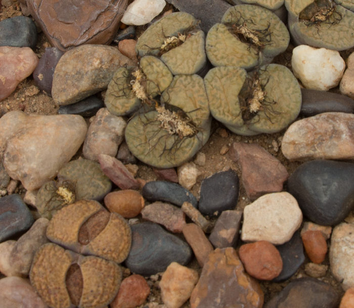 lithops bromfieldii v. glaudinae