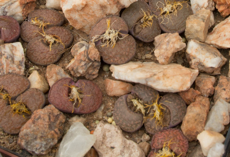 Lithops bromfieldii v. glaudinae C393300