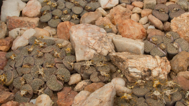 lithops bromfieldii v. insularis