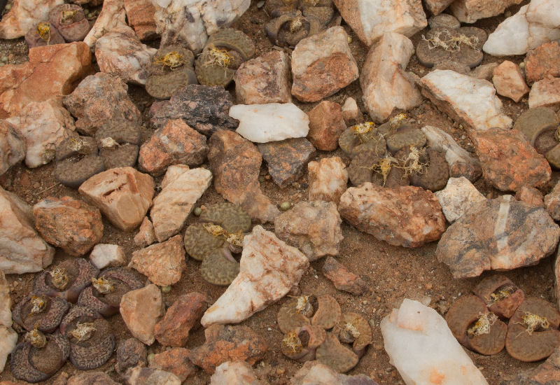 Lithops bromfieldii v. insularis C043295